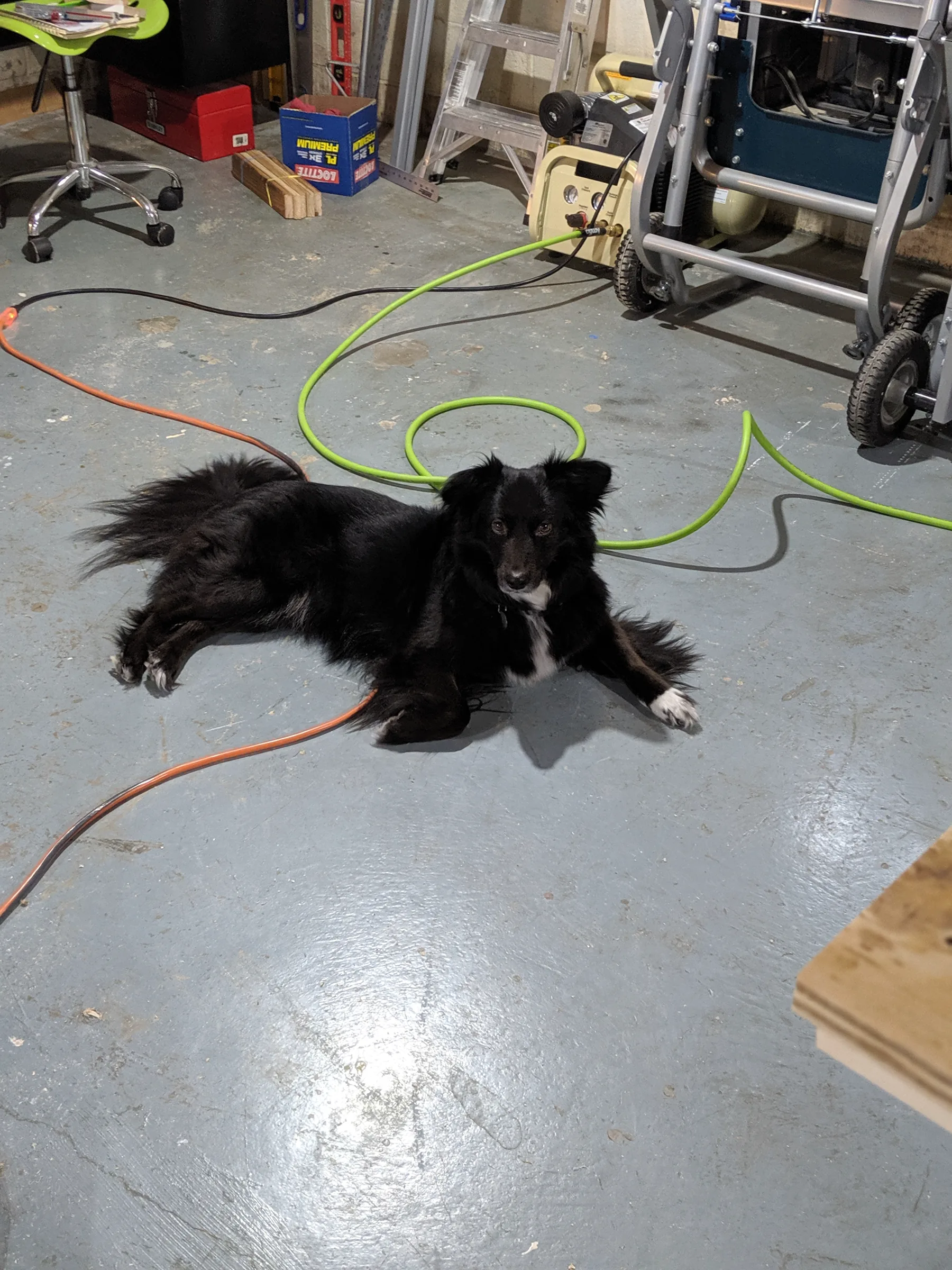 Black dog resting on the workshop floor beside power cords and tools.