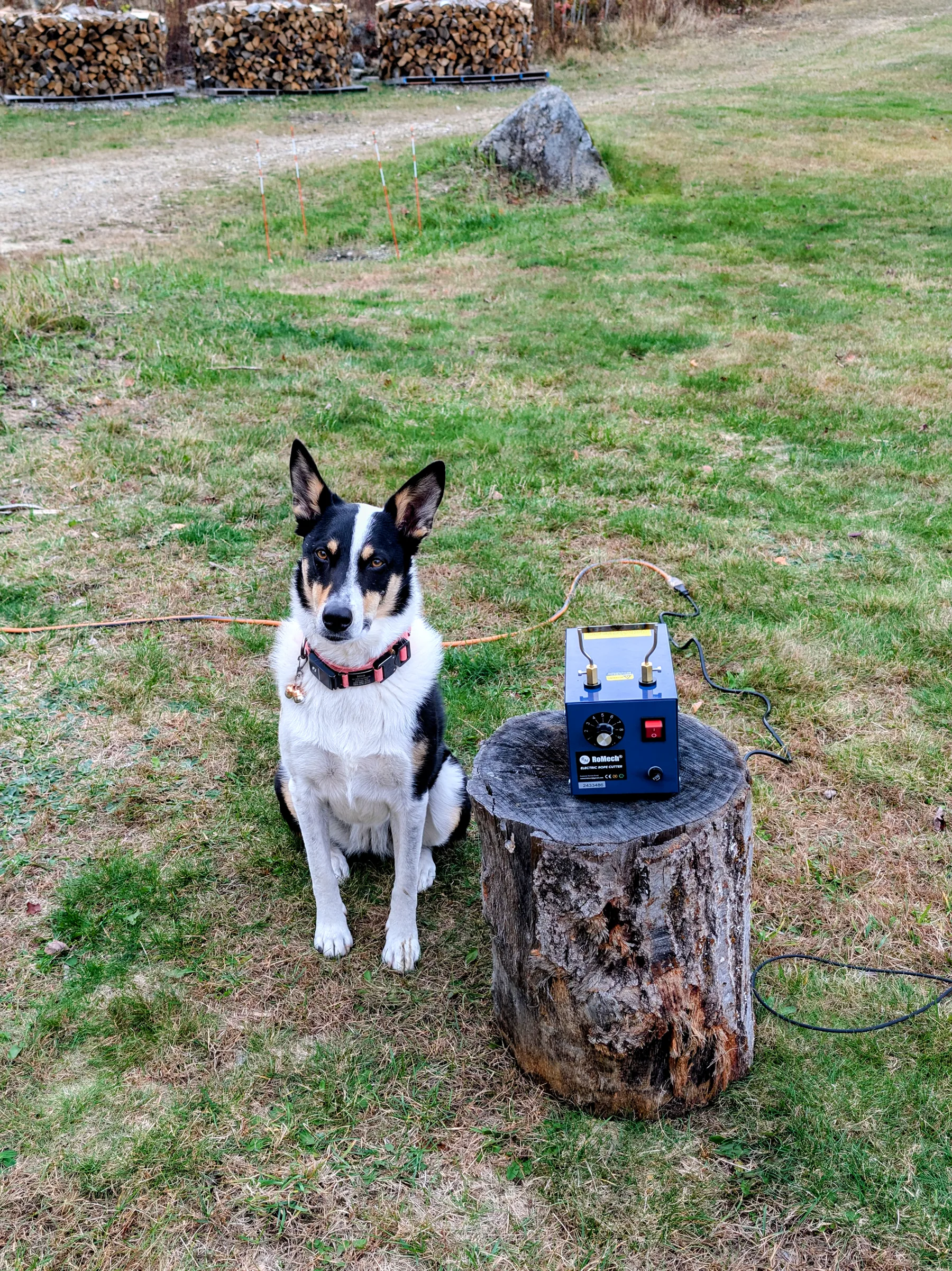 Electric rope cutter set on a stump beside a dog, with finished firewood stacks visible in the background.