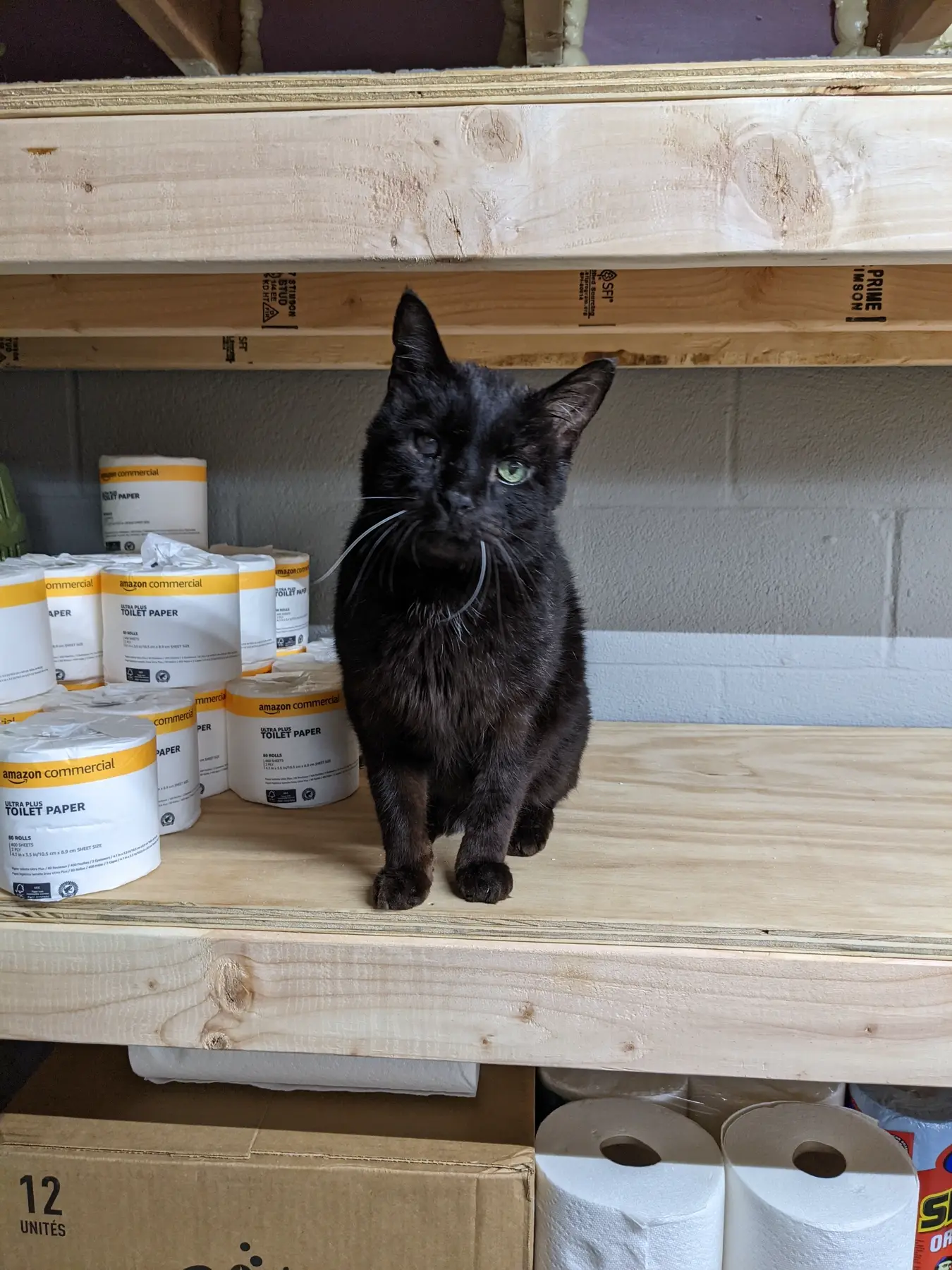 Black cat sitting on the new wood supply shelf during inspection.